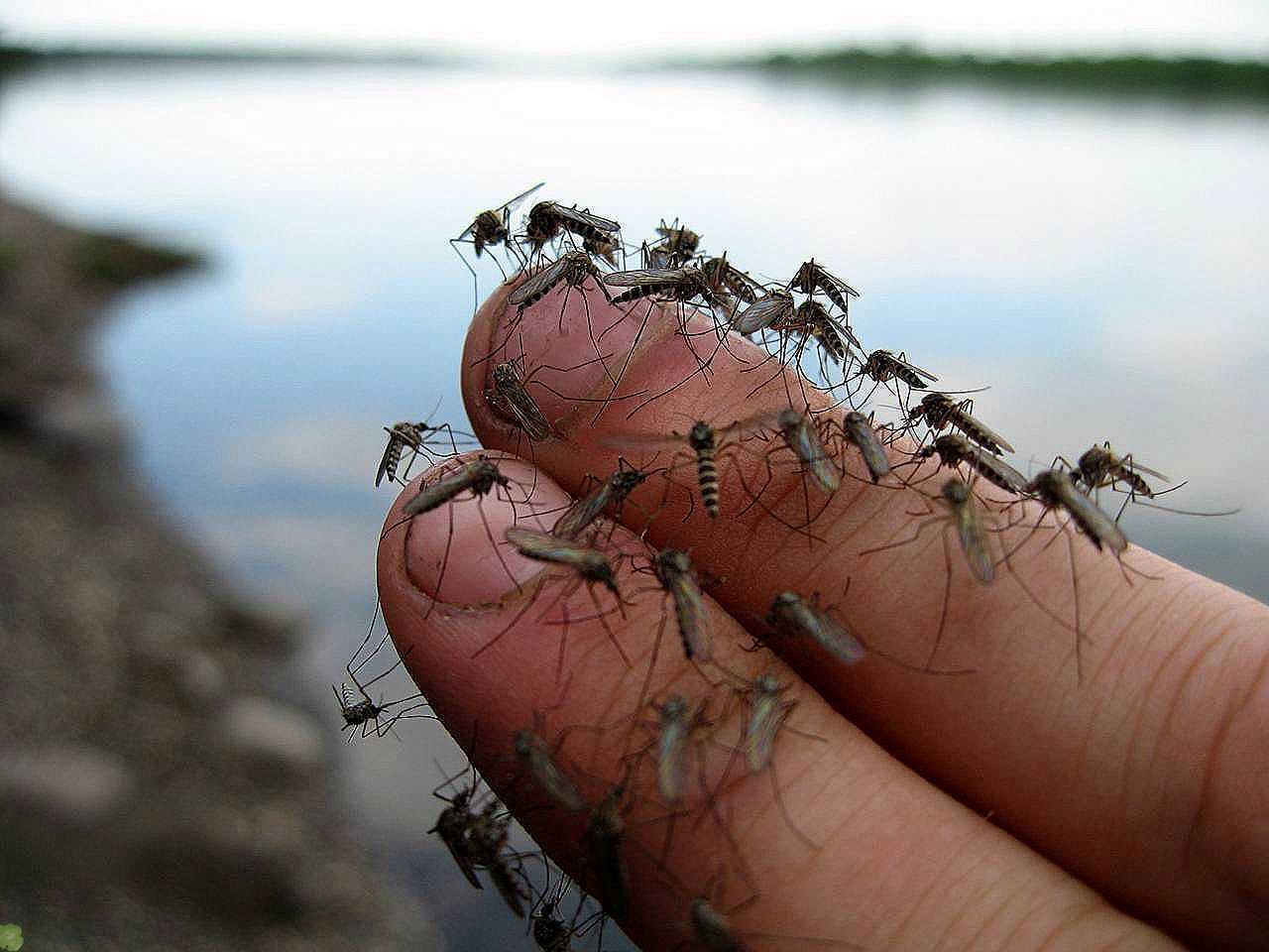 Увеличено много. Гнус Рой. Комариный Рой.