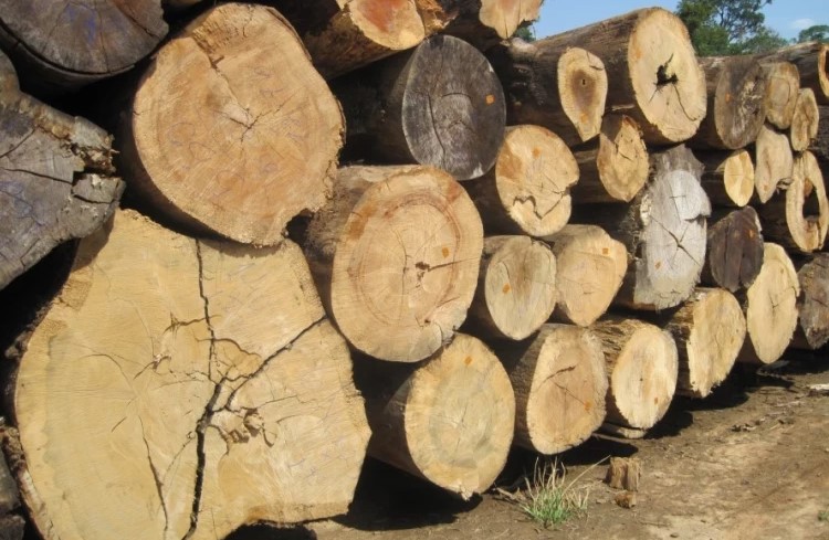 Более 40 деревьев вырубили браконьеры в Криулянах; что им грозит