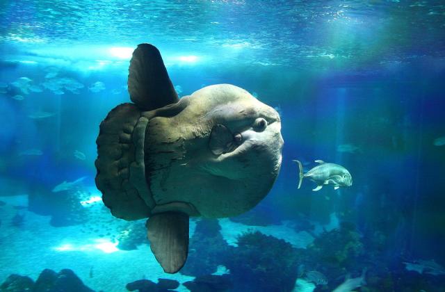 В японском аквариуме рыбу-солнце спасли от тоски с помощью бумажных фигурок людей