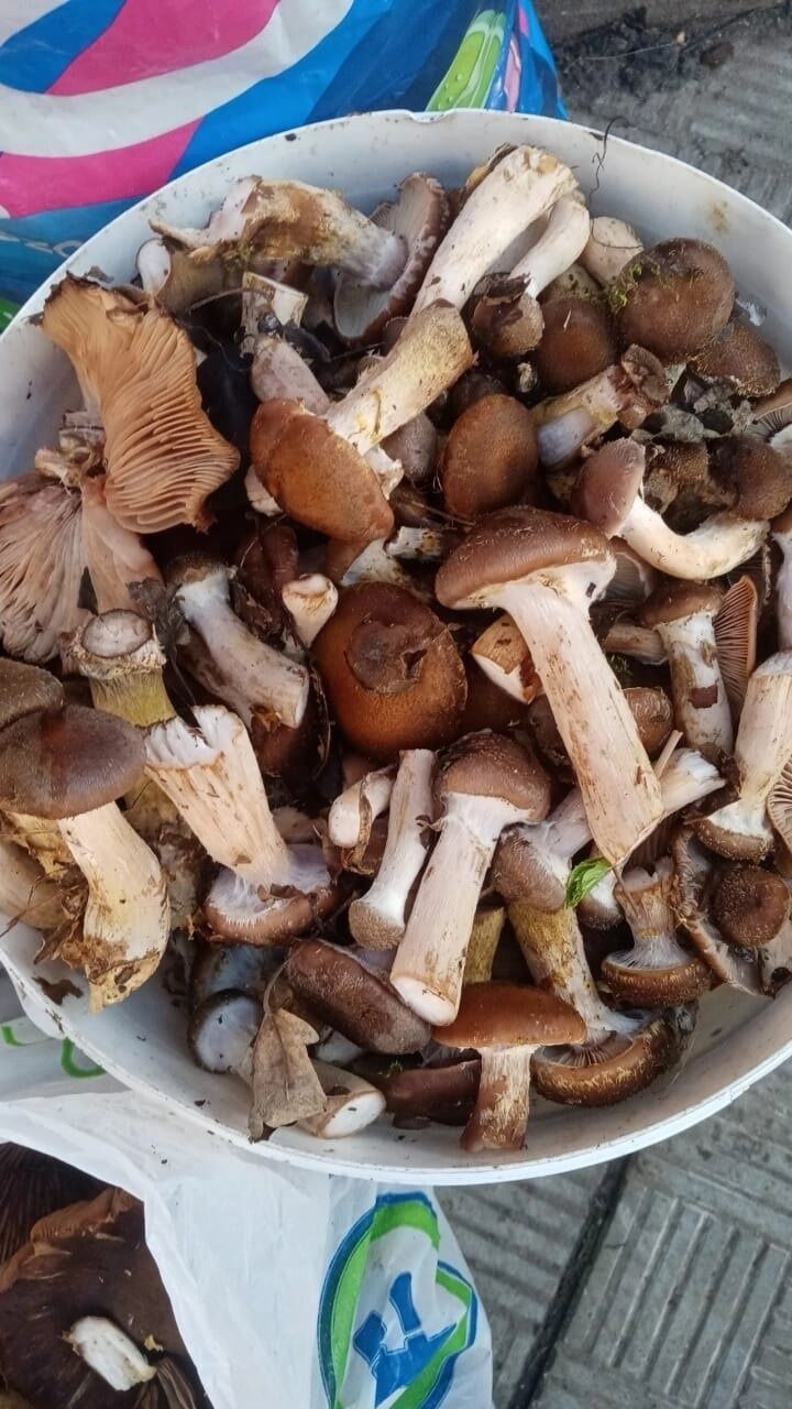 Грибы в Белгородских лесах