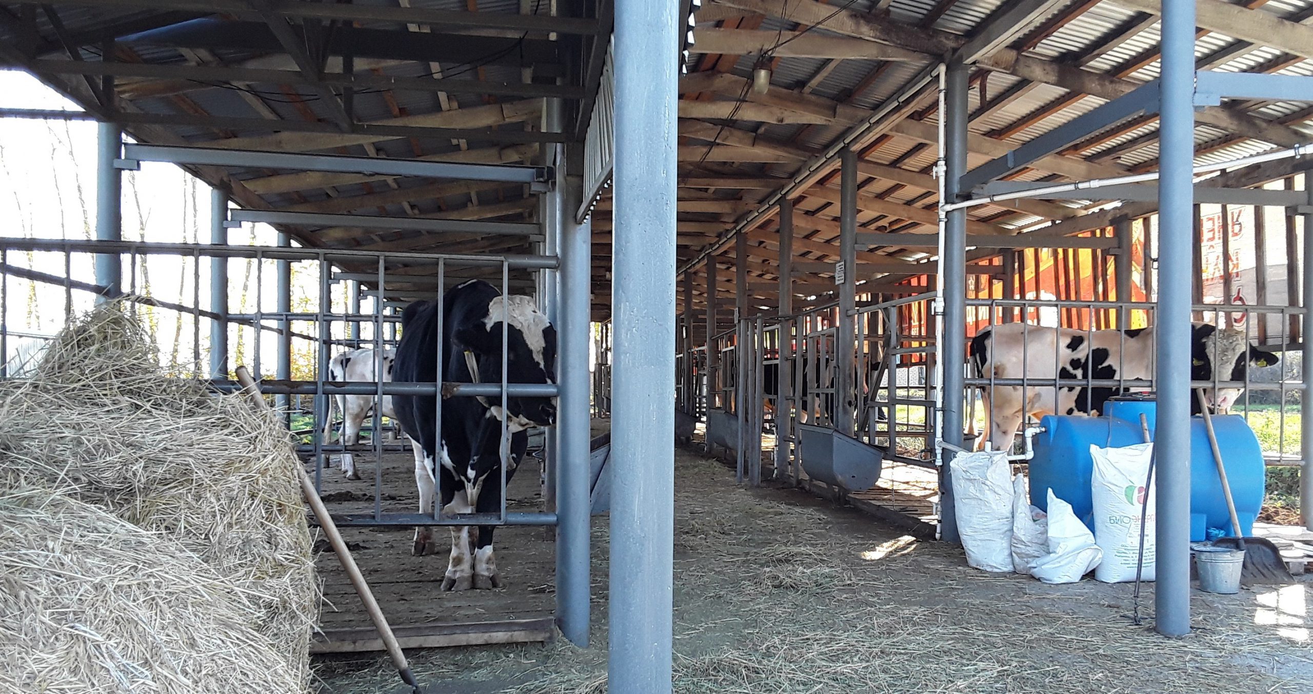 чувашия быки. коровы герефорд казахская белоголовая. животноводство в чувашии. бык 1 год. бык герефорд.