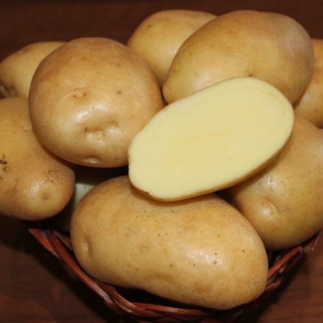 Лучшие сорта картофеля для Южного и Среднего Урала: семенного, новые, отзывы
