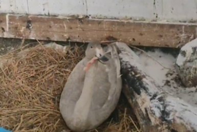 5772521.jpg?577257376c6cd0a5a8bf2de5cbac52ae