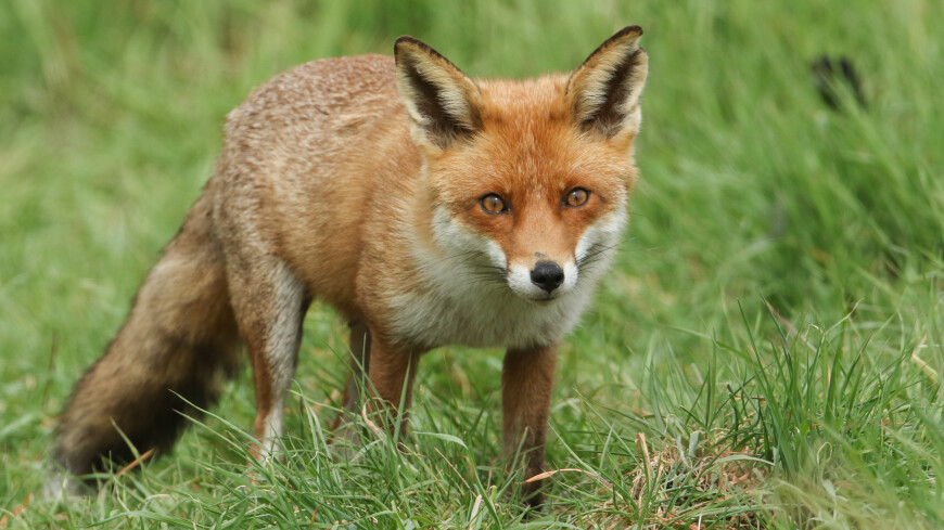 Зрачок лисы. Красная лисица. Лиса в траве. Лисица ЛО.