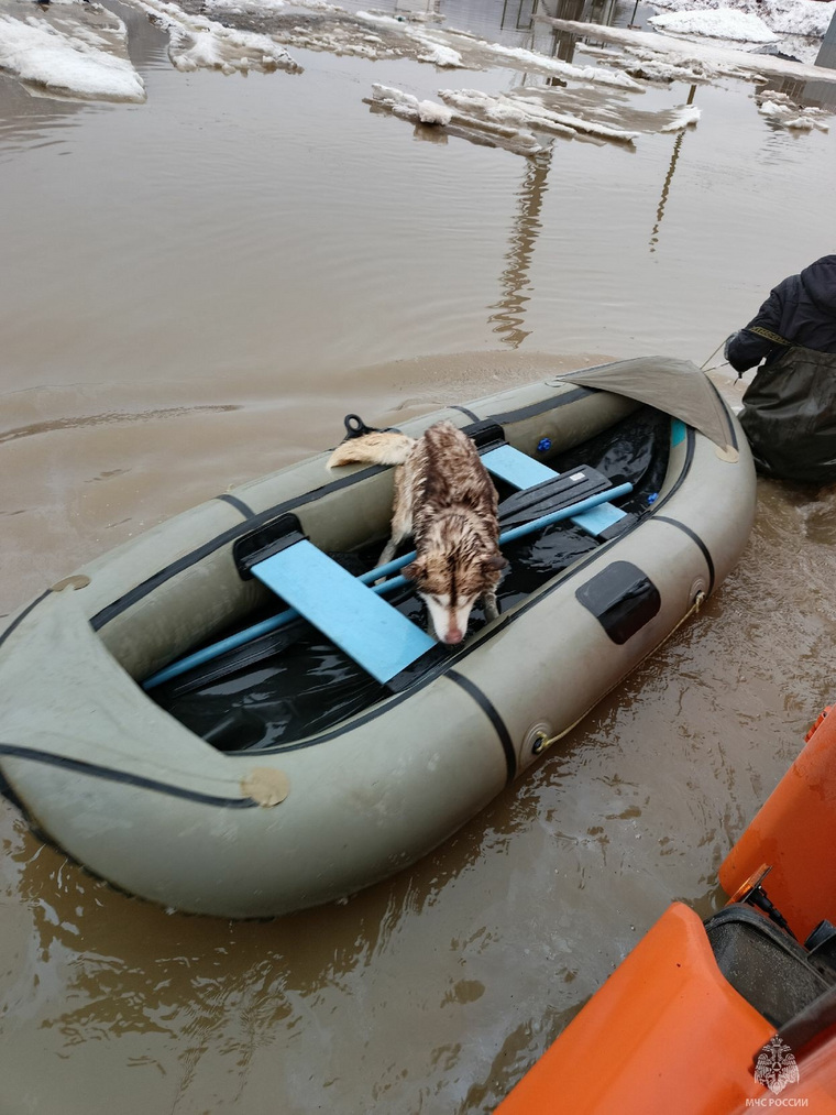 Животных привозят владельцам