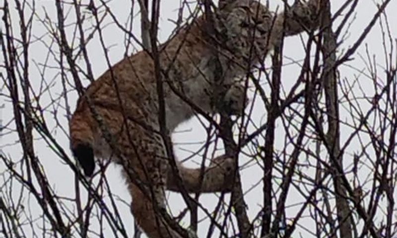 собака загнала рысь на столб