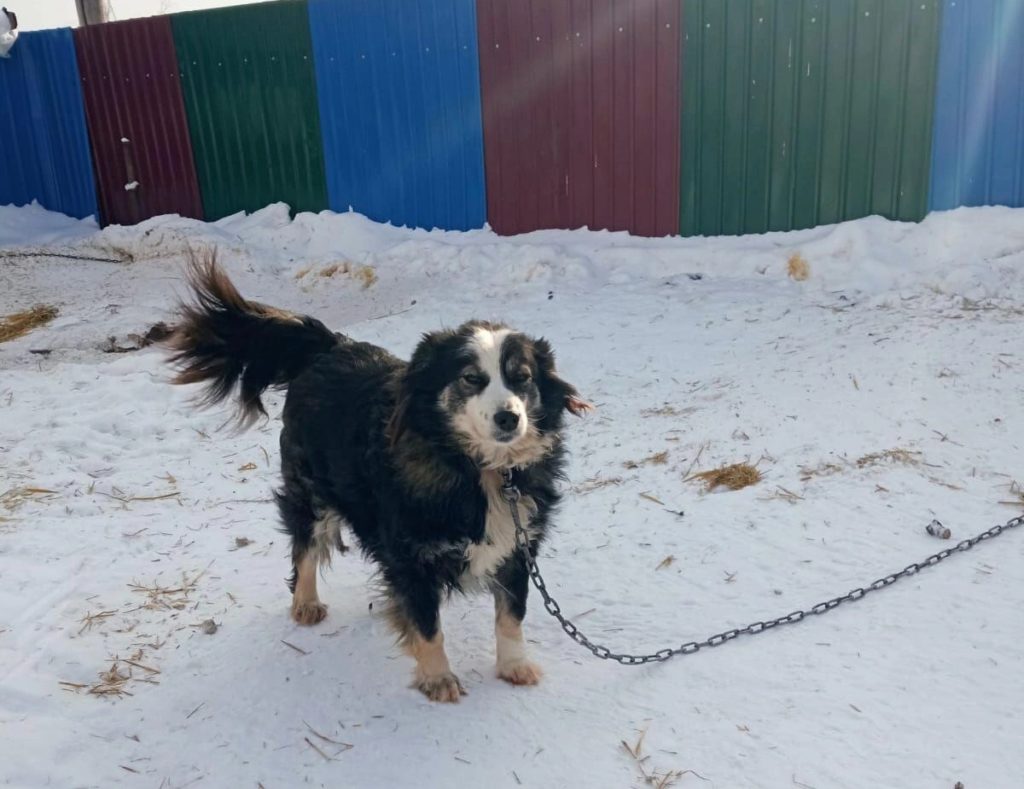 Спасенный от смерти омский пёс нашел семью в Канаде