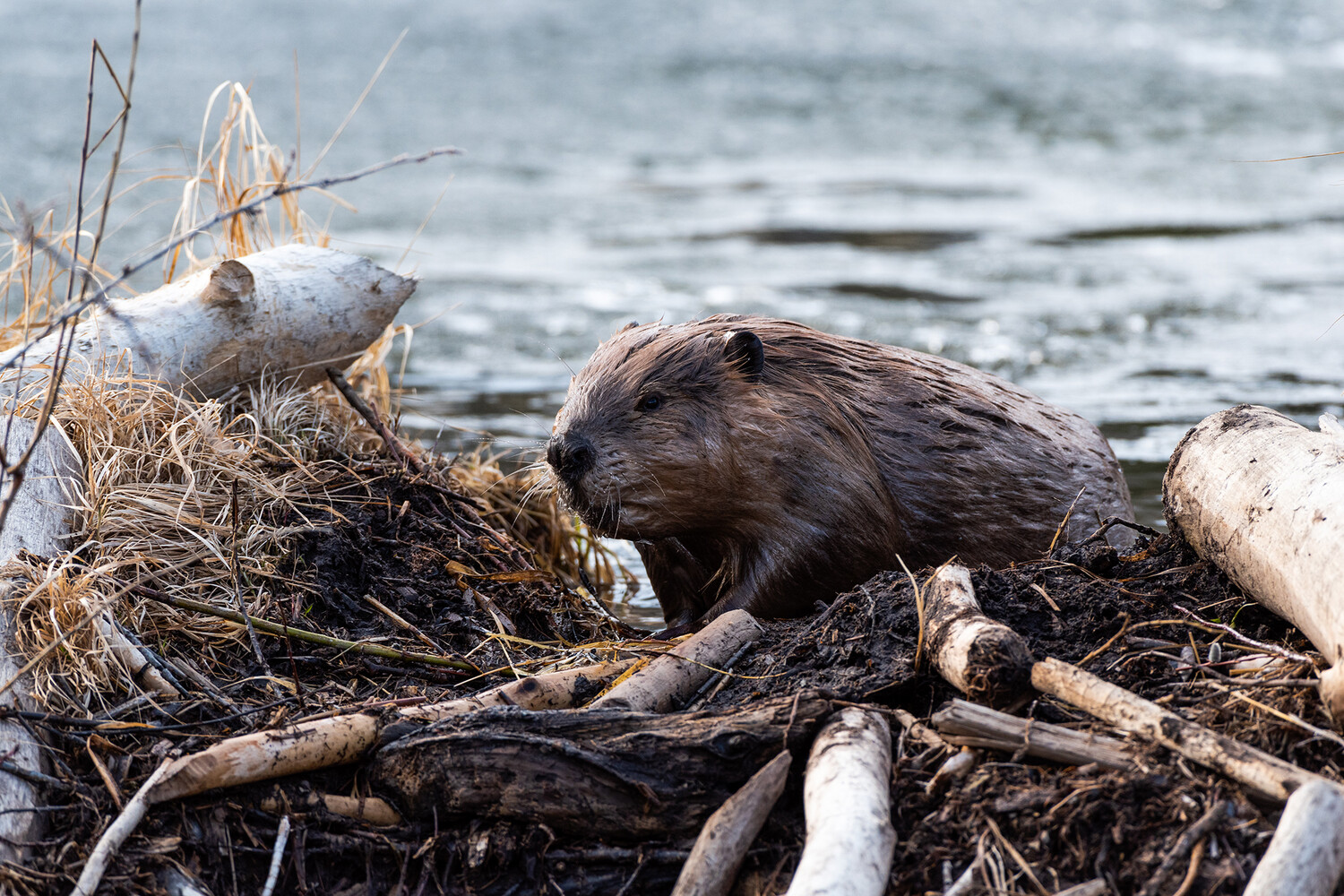 Beaver dam honda