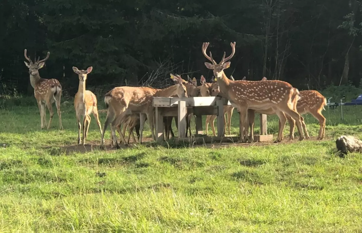 Висимский заповедник оленья ферма. Олени в хозяйстве. Оленья ферма сергеевка тверская область. Оленево рязань агропустынь. Оленеводческая ферма в висиме.