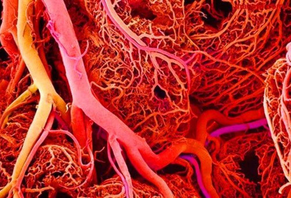 В Китае разработали нановакцину: Болезни сердца теперь можно вылечить навсегда