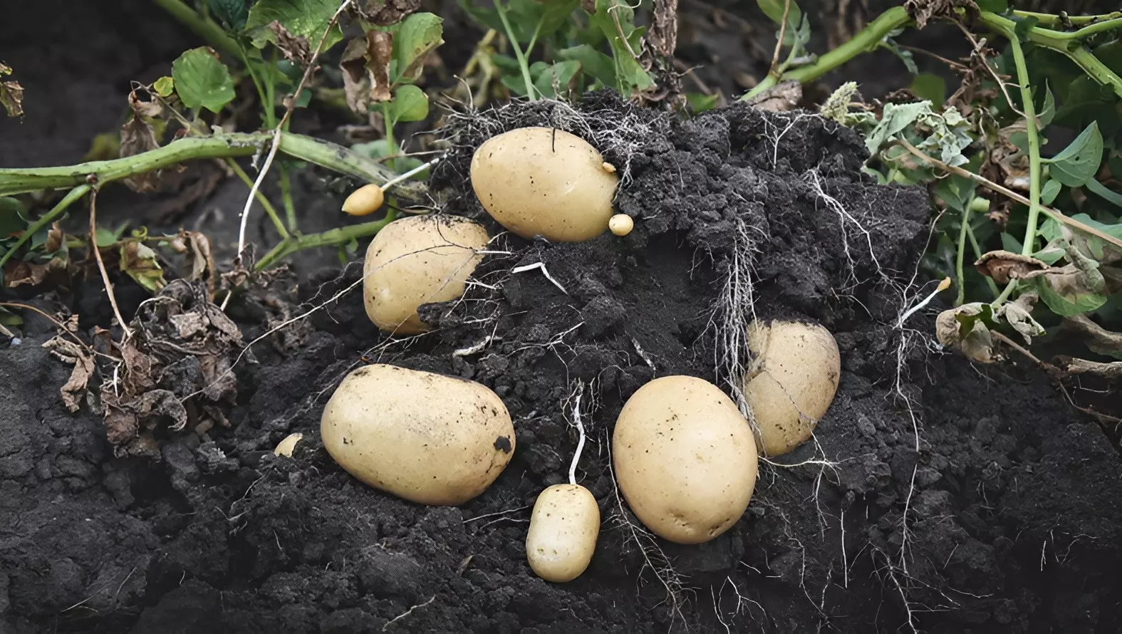 Картофельный клубень. Картофель калиброванный. Семенной материал картофеля. Размер клубня картофеля. Размер клубней картофеля.