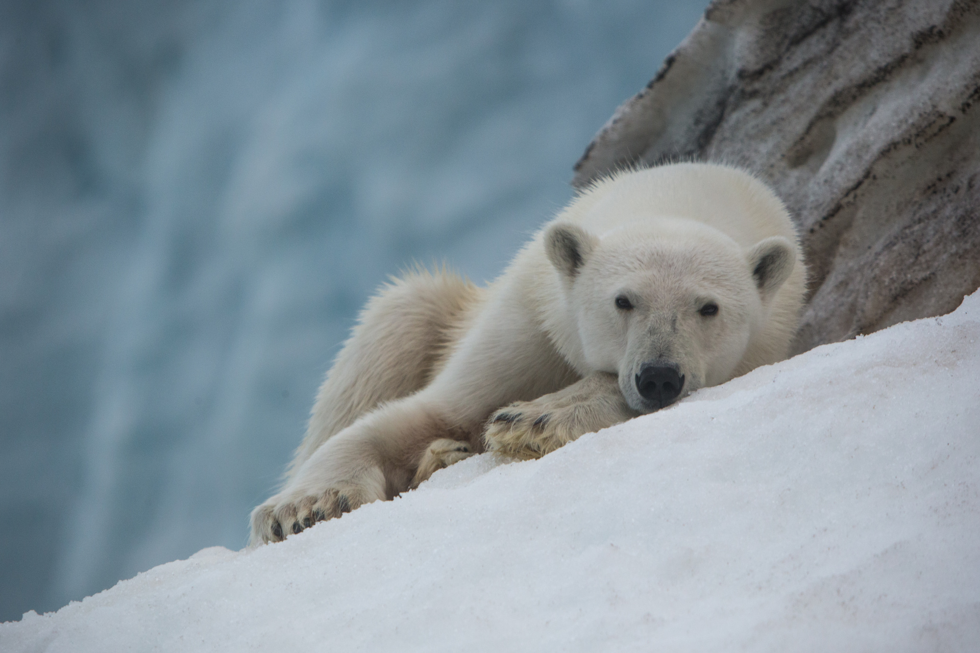 Где живут морские единороги и белые медведи: нацпарку «Русская Арктика» – 15 лет