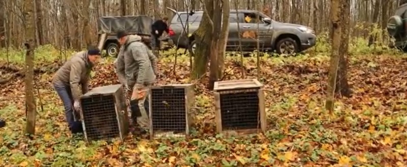 Центр спасения медвежат-сирот