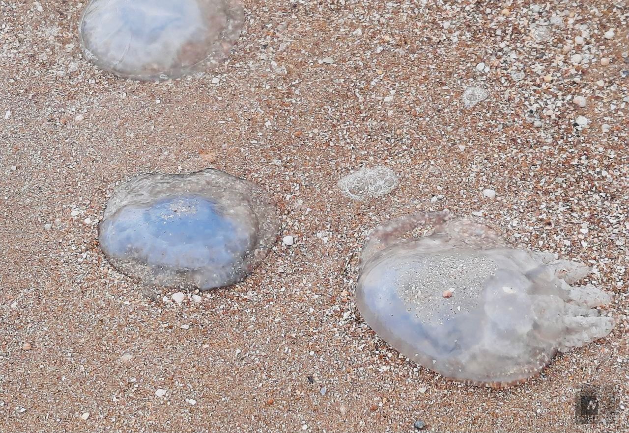 корнерот медуза в азовском море