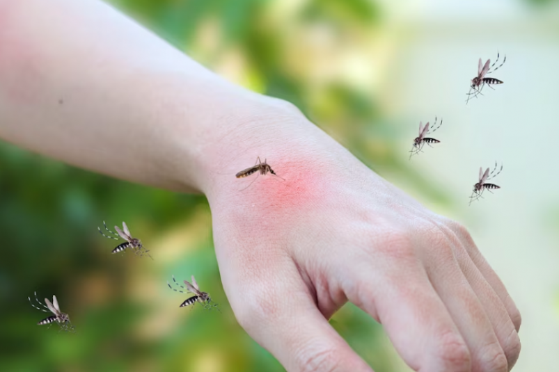 Aedes aegypti комар. Сильно кусают комары что делать. Комар. Сильно кусают комары что делать. Комар.