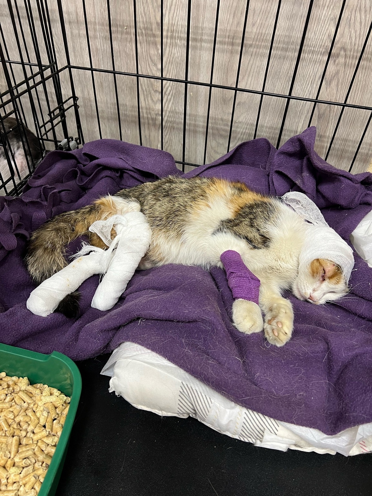 Как правильно похоронить кошку. Мертвые щенки в коробке. Куда девать умершего кота. Куда девать умершего кота. Кошка будет хозяйку.