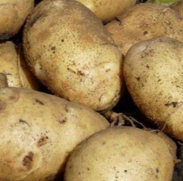 Продаём излишки своей картошки (очень вкусный рассыпчатый картофель (сорт Снегир