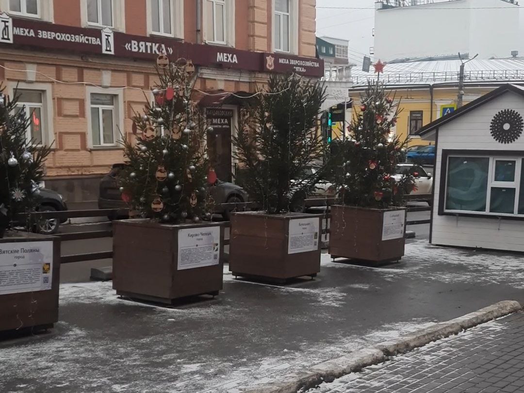 В Кирове выбрали лучшие новогодние ели региона
