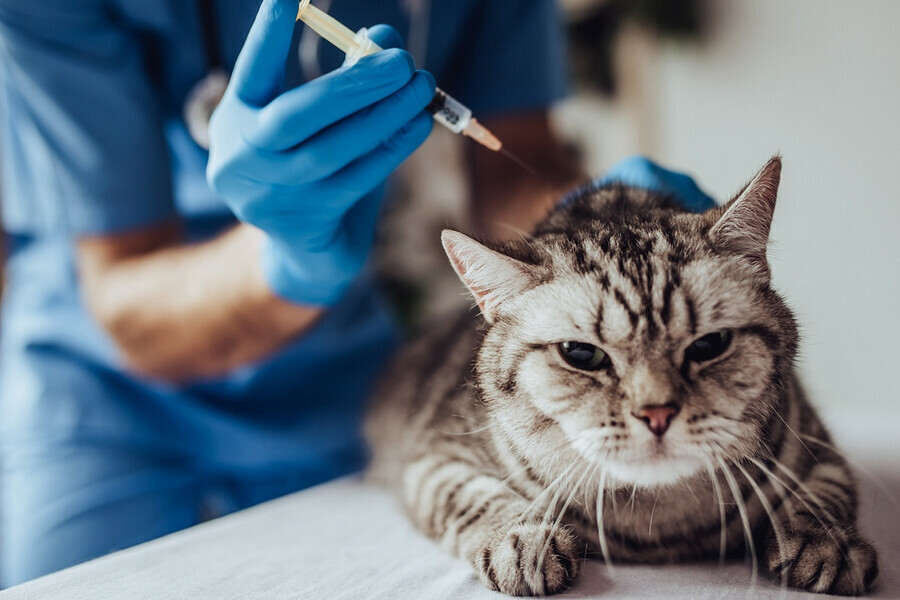 Амурчане смогут бесплатно вакцинировать своих домашних питомцев против бешенства