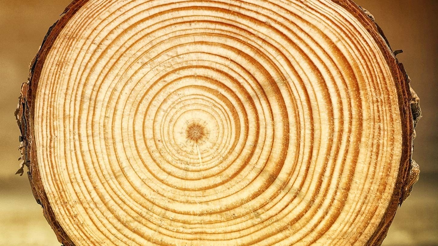 Лиственница ядровая древесина