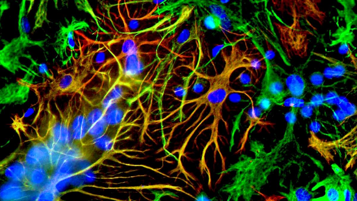 нейронная связь