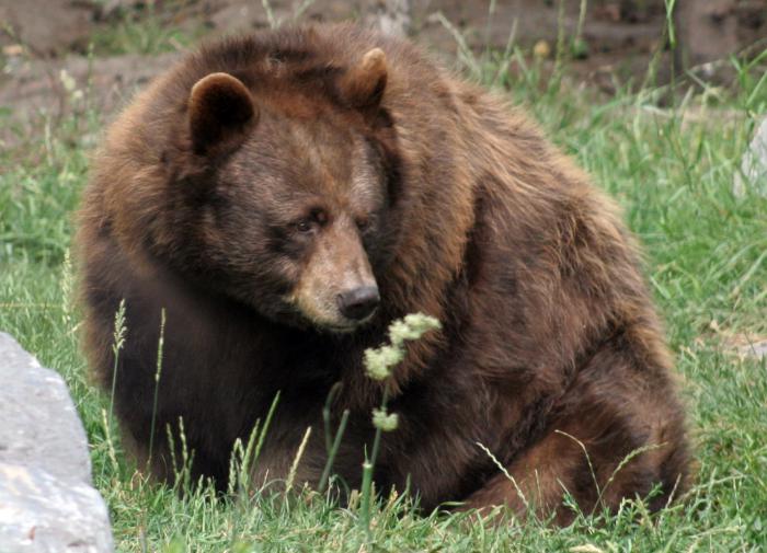 Медведь насмерть порвал туристов в канадском национальном парке