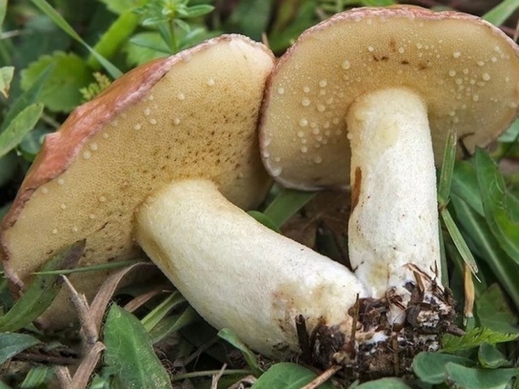 Белые и подосиновики: в Ярославской области пошли грибы