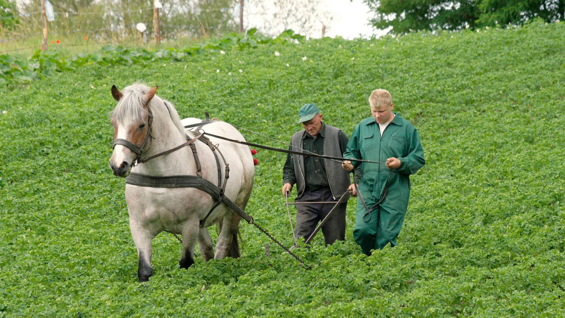 Польские фермеры украинское зерно. Poland Farmers.