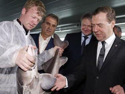 Неприкасаемость = безнаказанность. За расхищение предприятия в Энгельсе, куда привозили Дмитрия Медведева, так никто и не ответит?