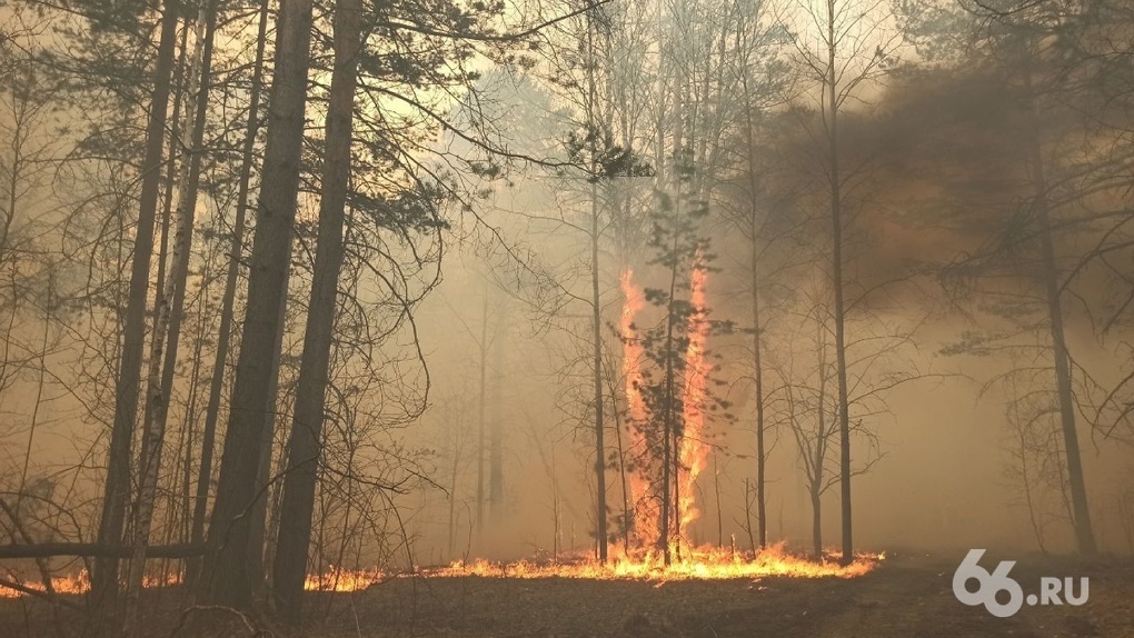 Площадь пожаров в свердловских лесах за сутки сократилась в пять раз