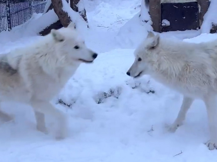 Влюбленная пара волков из «Игры престолов» поселилась в зоопарке Красноярска