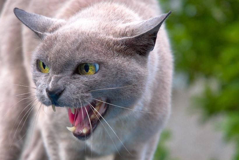Злые породы кошек с фотографиями и названиями Oriental Cat Breed Information Vetstreet Vetstreet