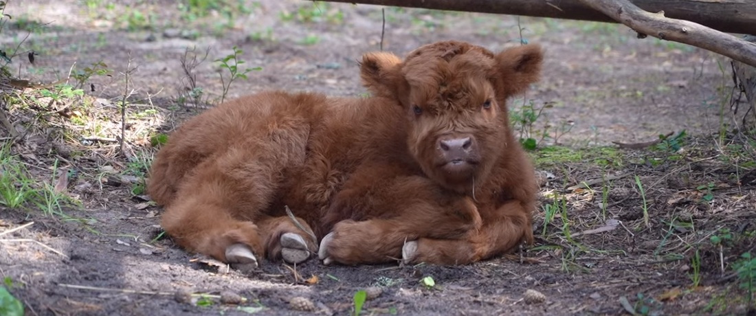Телёнок хайлендской породы родился в Зоосаде Деда Мороза в Великом Устюге