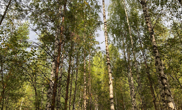 В Арбажском районе расследуют незаконную вырубку леса