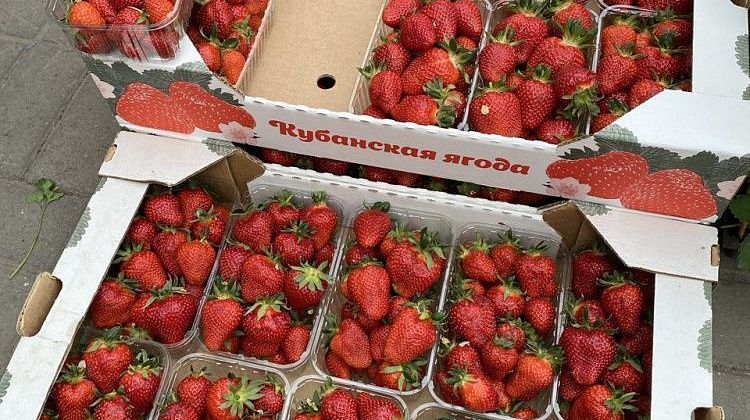 Погода бьет по клубнике на Кубани! Время, когда ягода дешевеет
