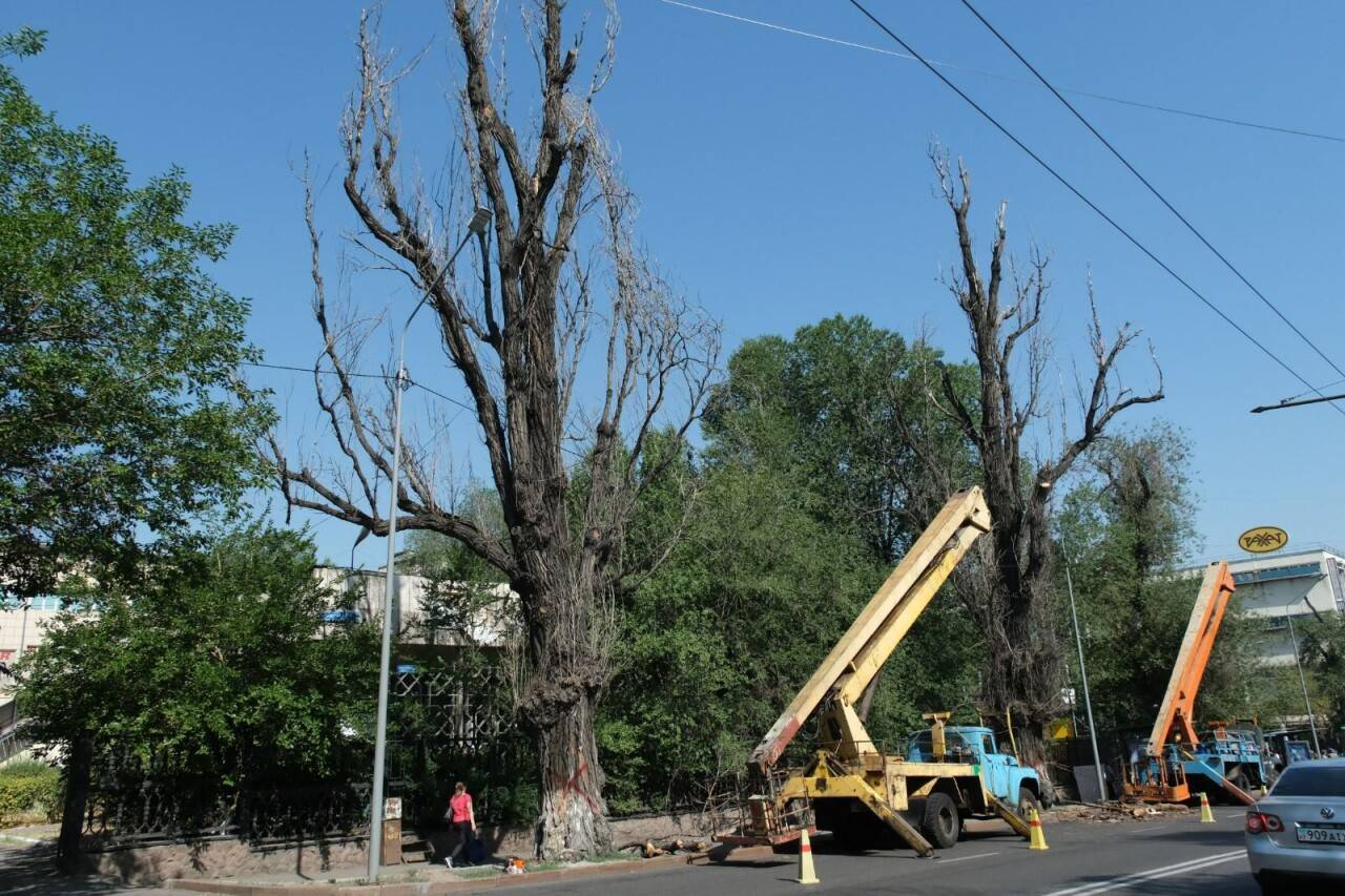 Вырубка деревьев фото