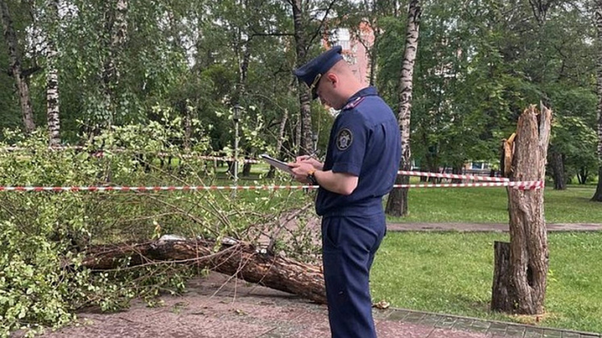 На парня упало дерево