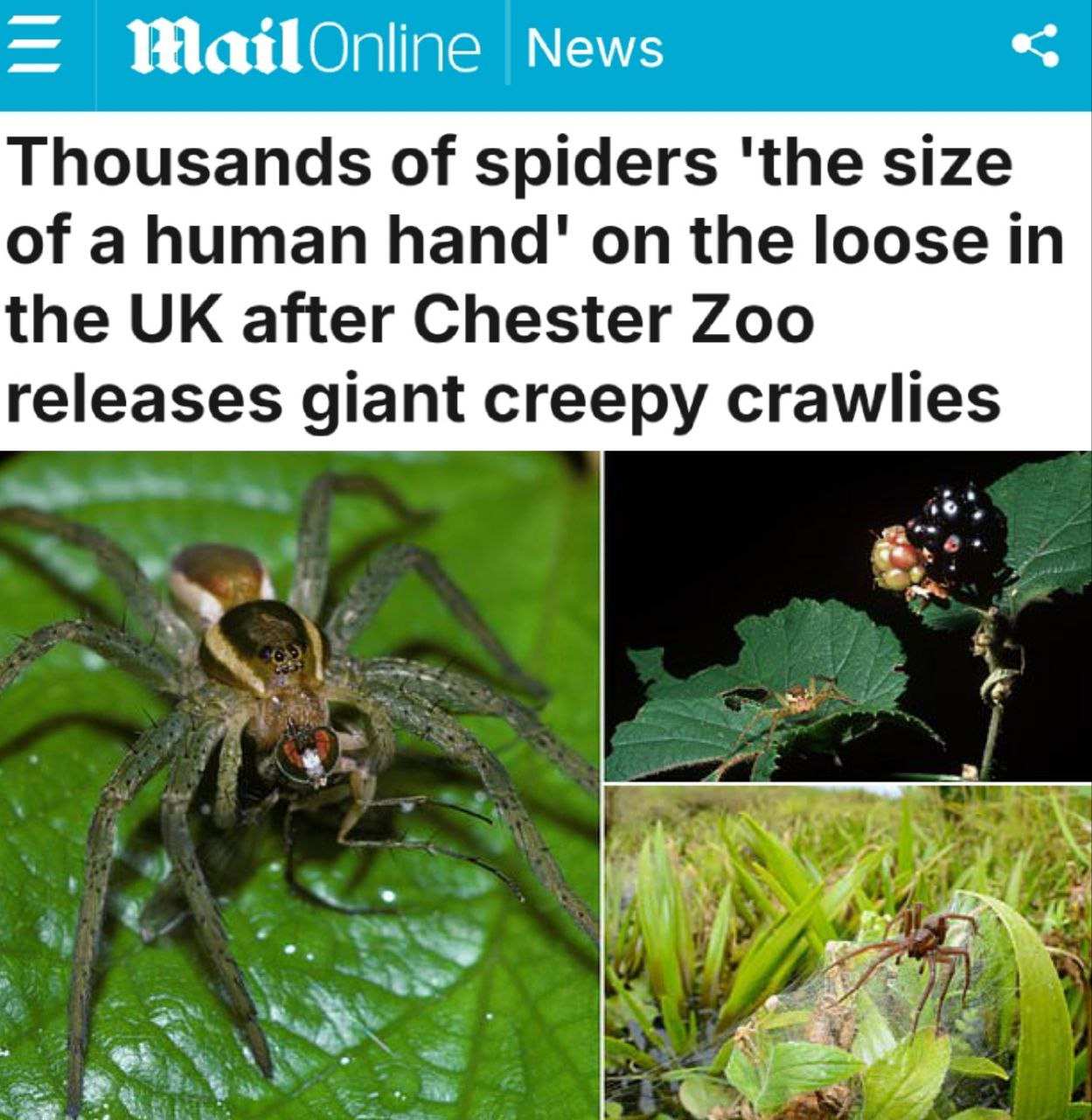 Британские ученые напугали население, выпустив 10 тысяч гигантских пауков | Русская весна