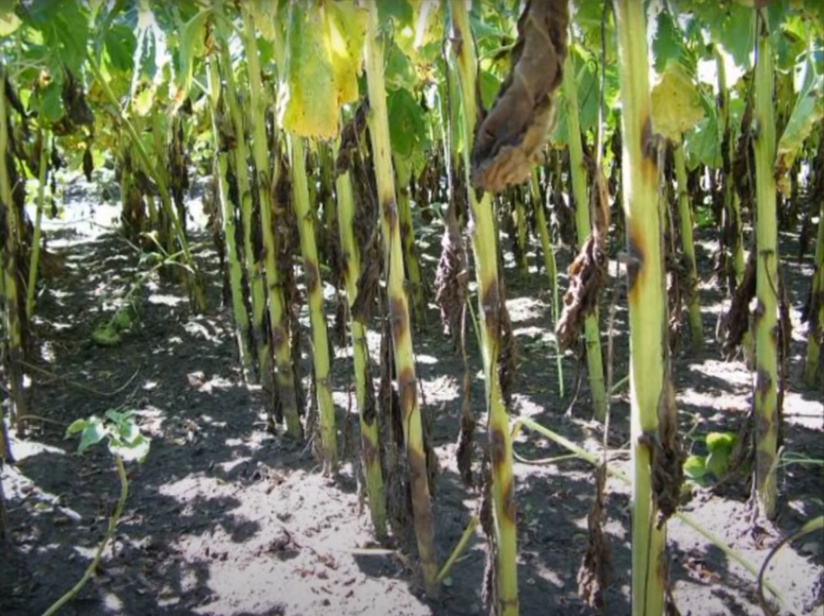 болезни подсолнечника фомопсис. фомоз и фомопсис подсолнечника. вертициллезное увядание подсолнечника. фомопсис на листьях подсолнечника. фомопсис подсолнечника (серая пятнистость стебля).