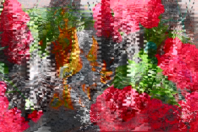 Севастопольские росгвардейцы приняли участие в торжественных мероприятиях, посвященных празднованию Дня Военно-морского Флота