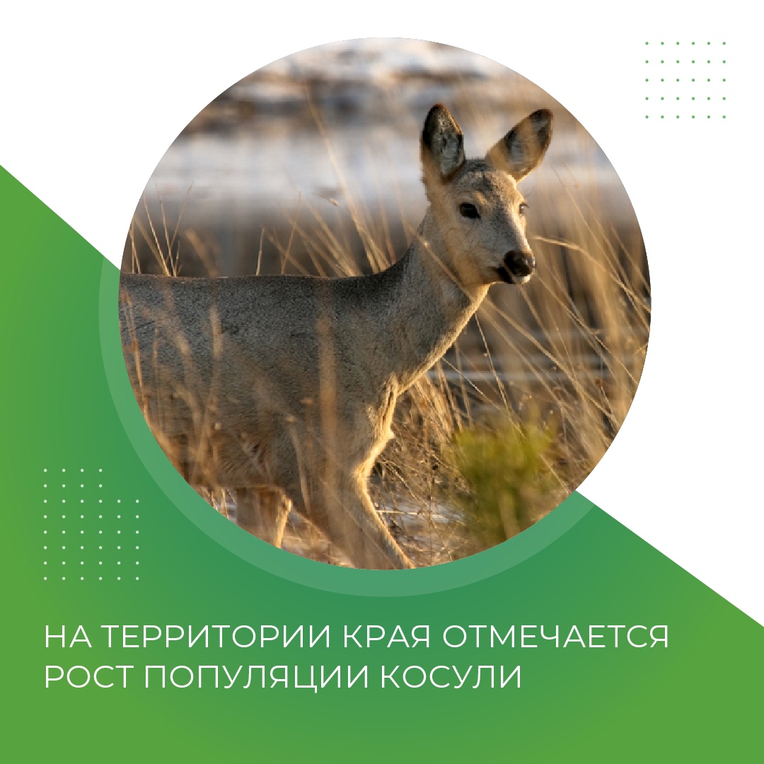 Косуль красноярск. Косуля в Красноярске. Большая косуль Красноярский край. Олений питомник Адыгея.