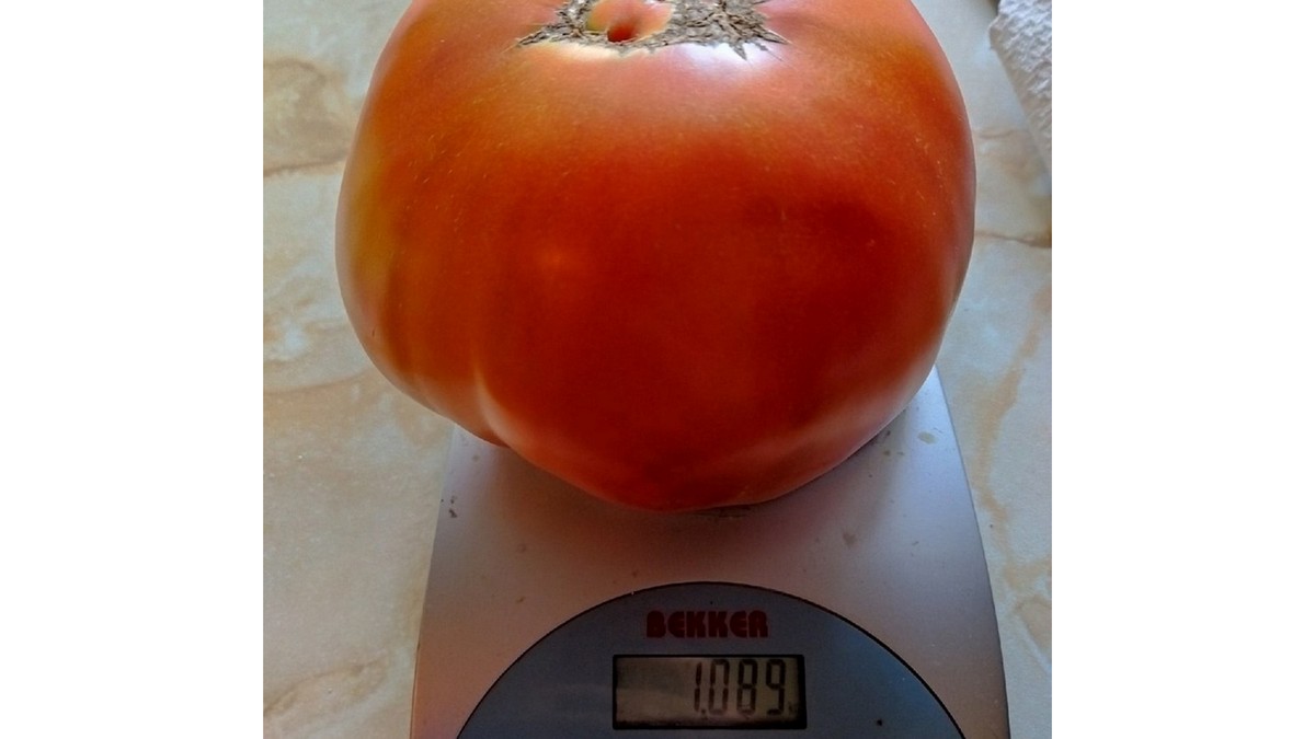 200 кг помидор. Килограмм помидоров. Томаты весом 1 кг. Вес крупного помидора. Томат вес 1 шт.