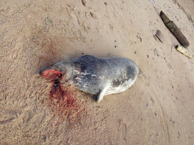 До 1700 увеличилось число мертвых тюленей, обнаруженных в Дагестане