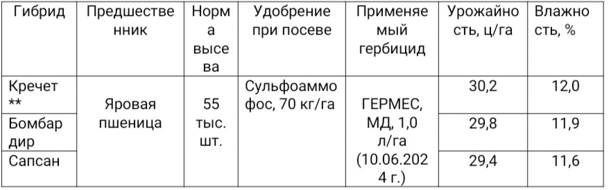 Урожайность гибрида Кречет в опыте в Алтайском крае превысила 30 ц/га