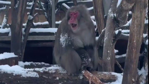 Скриншот видео Ленинградского зоопарка