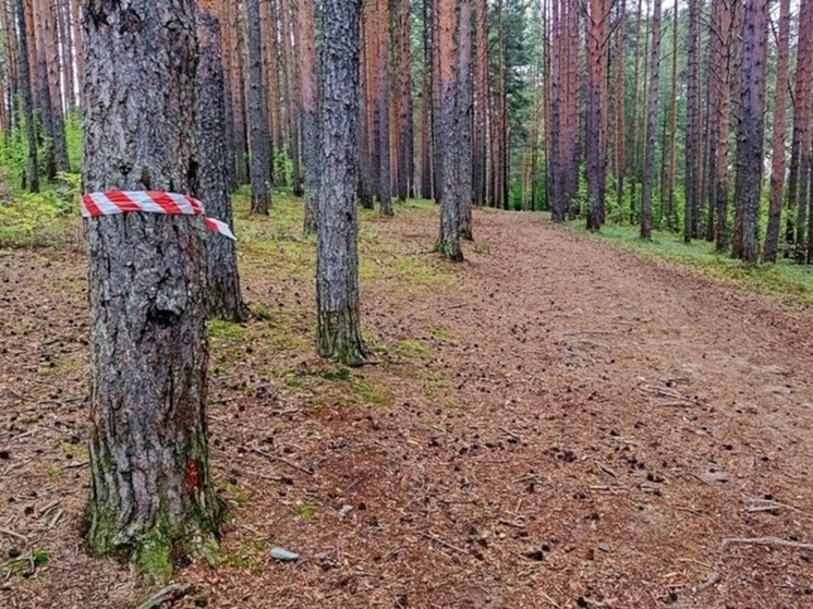 Молодой житель Костомукши нарубил деревьев на уголовную статью