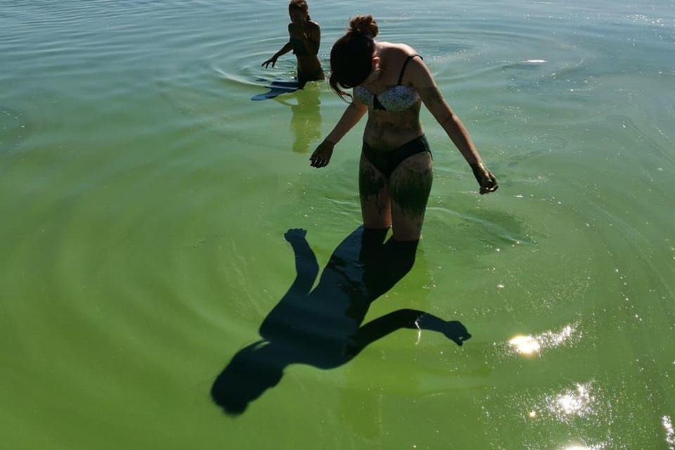 Вода в заливе сегодня. Вода цветет. Купание в водорослях. Купаются в водорослях. Финский залив зеленый.