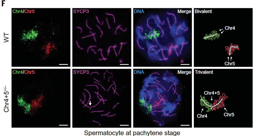 Способы репродукции соматических клеток. Хромосомы мыши. Хромосомы мыши. Расположение генов у человека. Существует ли ген отвечающий за интеллект.