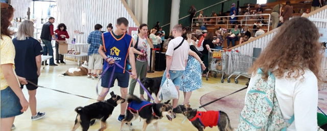 В Пушкине пройдет фестиваль «Уютный дом», посвященный кошкам и собакам ...