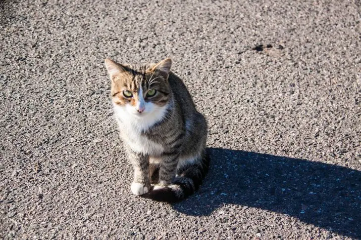 кошка